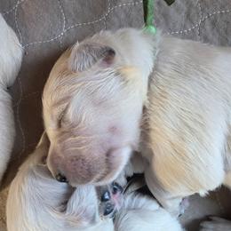 Green - Golden male Golden Retriever puppy in Lucasville, Ohio from Halo Kennels