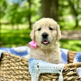 Little Miss Raspberry Pink - Light golden female Golden Retriever puppy in Midlothian, Texas from Brightest Days