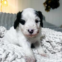Pongo - Black and white male Cavapoo puppy in Cherryville, North Carolina from Mercy Doodles