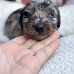 Rooster aka Roo - Dapple male Dachshund puppy in Lincoln, California from ForeversEdge Doxies