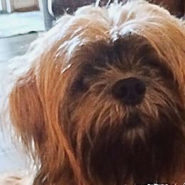 Snuggles - Lhasa Apso
