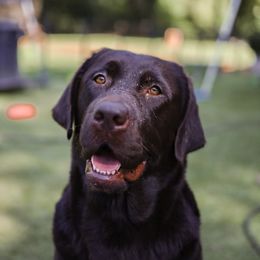 Dakotah - Labrador Retriever