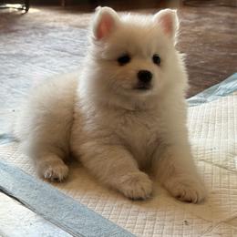 Leo-Orange - White male American Eskimo Dog puppy in Squaw Valley, California from Bear Mountain