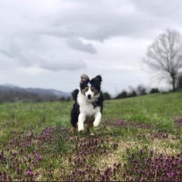 Miniature Australian Shepherd Puppies from Copper Line Aussies