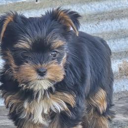 Yorkshire Terriers from Denny Farms Yorkies