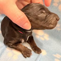 Maggie- pink - Phantom female Goldendoodle puppy in Van Buren, Missouri from Jami’s Goldendoodles & Poodles