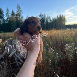 Dachshund Puppies from McJazzin Doxies