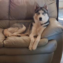 Asher - Siberian Husky