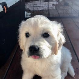 Golden Retriever Puppies from West Coast Cream Goldens