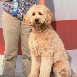 Bearded Retrievers from Oakwood Bearded Retrievers