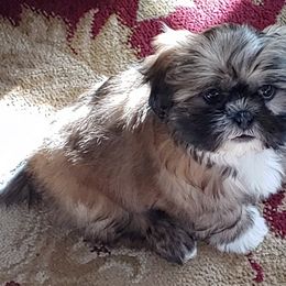 Shih Tzu All Grown Up from ShihTzuCt