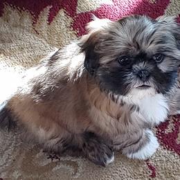 Shih Tzu All Grown Up from ShihTzuCt
