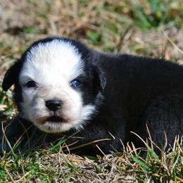 Girl 5 - female Miniature Australian Shepherd puppy in Gravette, Arkansas from DiamondR Mini Aussies @ DiamondR Farm & Kennel