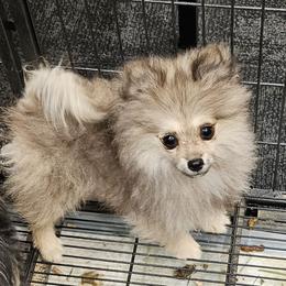 Pomeranian Puppies from RC Pets