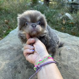 AKC Bingo - Light red male Pekingese puppy in Cumming, Georgia from Imperial Pekingese