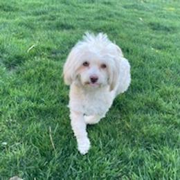 Havanese puppies from ForestHillsHavanese