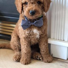 Bernedoodle and Goldendoodle Puppies from Vineyard Doodles