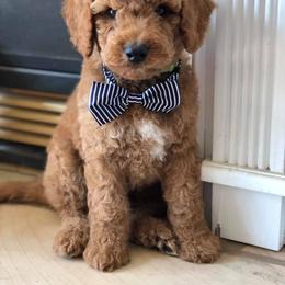 Bernedoodle and Goldendoodle Puppies from Vineyard Doodles