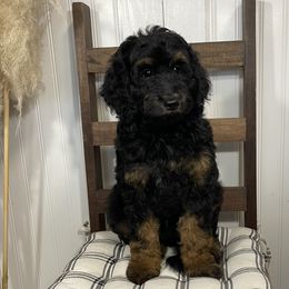 Macie - Phantom female Goldendoodle puppy in Hackleburg, Alabama from The Doodle Patch