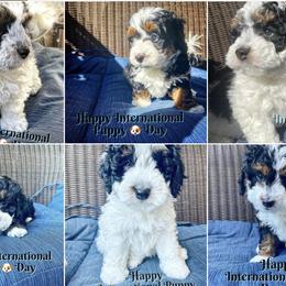 Bernedoodle Puppies from Birdie Bernedoodles