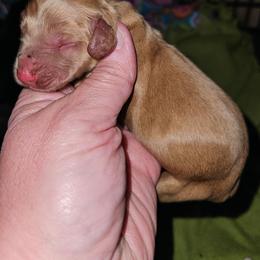 Boy 2c - Cream male Dachshund puppy in Lansing, Michigan from Black Thunder 517 Dachshunds and frenchies