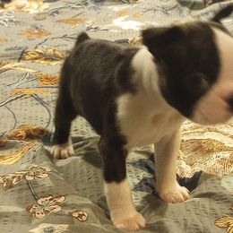 Boston Terrier Puppies from Lotus Life Puppies