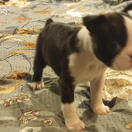 Boston Terrier Puppies from Lotus Life Puppies