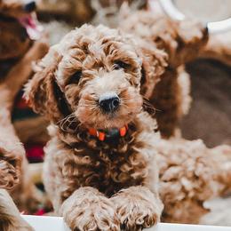 Bernedoodle, Goldendoodle, and Poodle Puppies from Northwest Pups