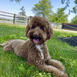 Chase - Australian Labradoodle