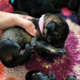 Crystal - Sable female German Shepherd puppy in Southern Maryland, Maryland from Reddington Shepherds
