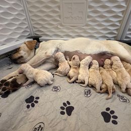 Labrador Retriever puppies from Freedom Ranch Labs
