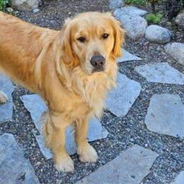 Maka - Golden Retriever