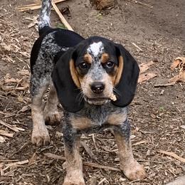 Mickey - Black tan and bluetick male Beagle puppy in Brooksville, Florida from Southern Skye Farm