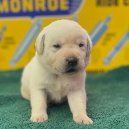 Glacier - Yellow male Labrador Retriever puppy in Puyallup, Washington from 12 Door Farm Labradors