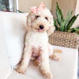 Muffin - Goldendoodle
