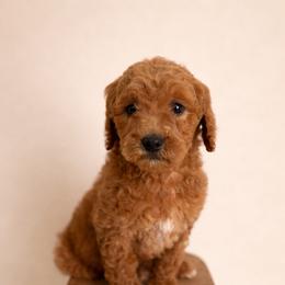 Goldendoodle and Golden Retriever Puppies from PuppyBlossom