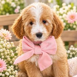 November - Brown and white female Bernedoodle puppy in Diamond Bar, California from Furrytaildoodles