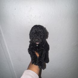 Poodle Puppies from SoFlo Standard Poodles