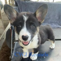 Dark blue - Black and tan female Pembroke Welsh Corgi puppy in Baker, Florida from CWJ Kennels