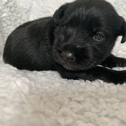 Felix - Miniature Schnauzer puppy in Portsmouth, Virginia from Heart of Virginia Schnauzers