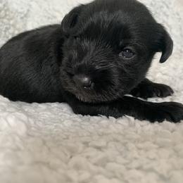 Felix - Miniature Schnauzer puppy in Portsmouth, Virginia from Heart of Virginia Schnauzers