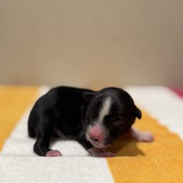 Lola - Black & white female Toy Australian Shepherd puppy in Angleton, Texas from 4LH Australian shepherds