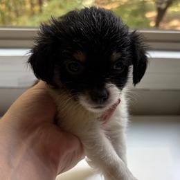 Scotty - Black and tan male Companion Cross puppy in Massachusetts, Massachusetts from Boston Chi Chis