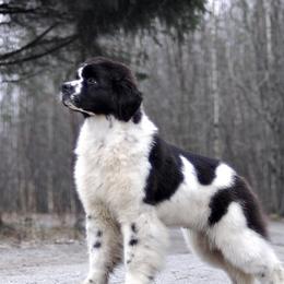 Oreo - Newfoundland