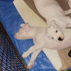 Dogo Argentino Puppies from K&B Southern Oregon Argentino Dogos