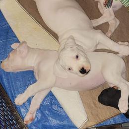 Dogo Argentino Puppies from K&B Southern Oregon Argentino Dogos