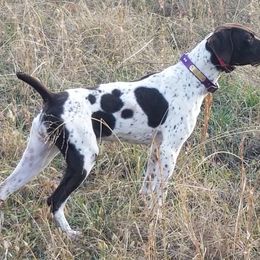 German Shorthaired Pointer All Grown Up from Bird Dog Ranch