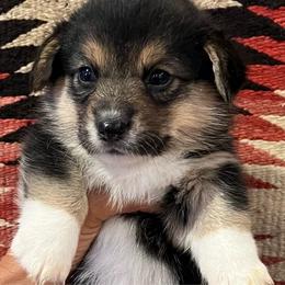 Patsy - Black and tan female American Corgi puppy in Tome, New Mexico from Blue Diamond Welsh corgis