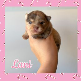 Koalani - Cream female Companion Cross puppy in Willow Spring, North Carolina from GTBBF Pomeranians