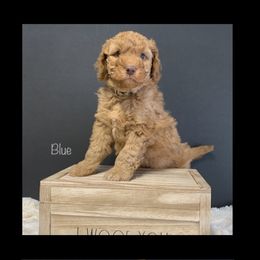 Bernedoodle and Goldendoodle Puppies from I Dream of Doodles